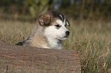 ALASKAN MALAMUTE 535